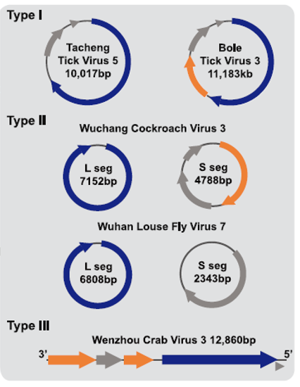 病毒学家张永振:未来5年还会不会出现新发突发传染病?可能规模不会像新冠这么大,但出现是必然