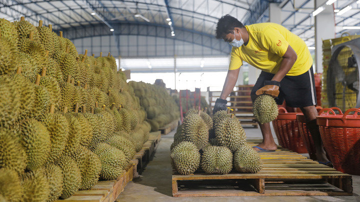 图为洪九果品泰国工厂的工作人员在装运即将出口的榴莲。新华社发