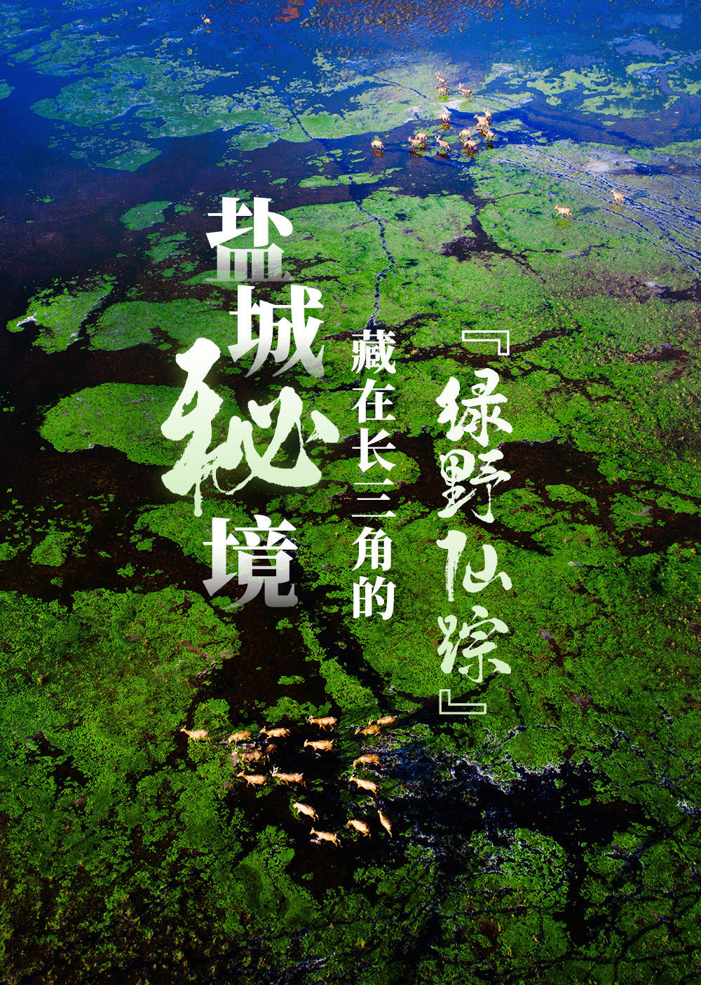 The Wizard of Oz is Coming! - Our Lady of Mercy Catholic Academy – Forest  Hills, Queens, image size:1000x1405