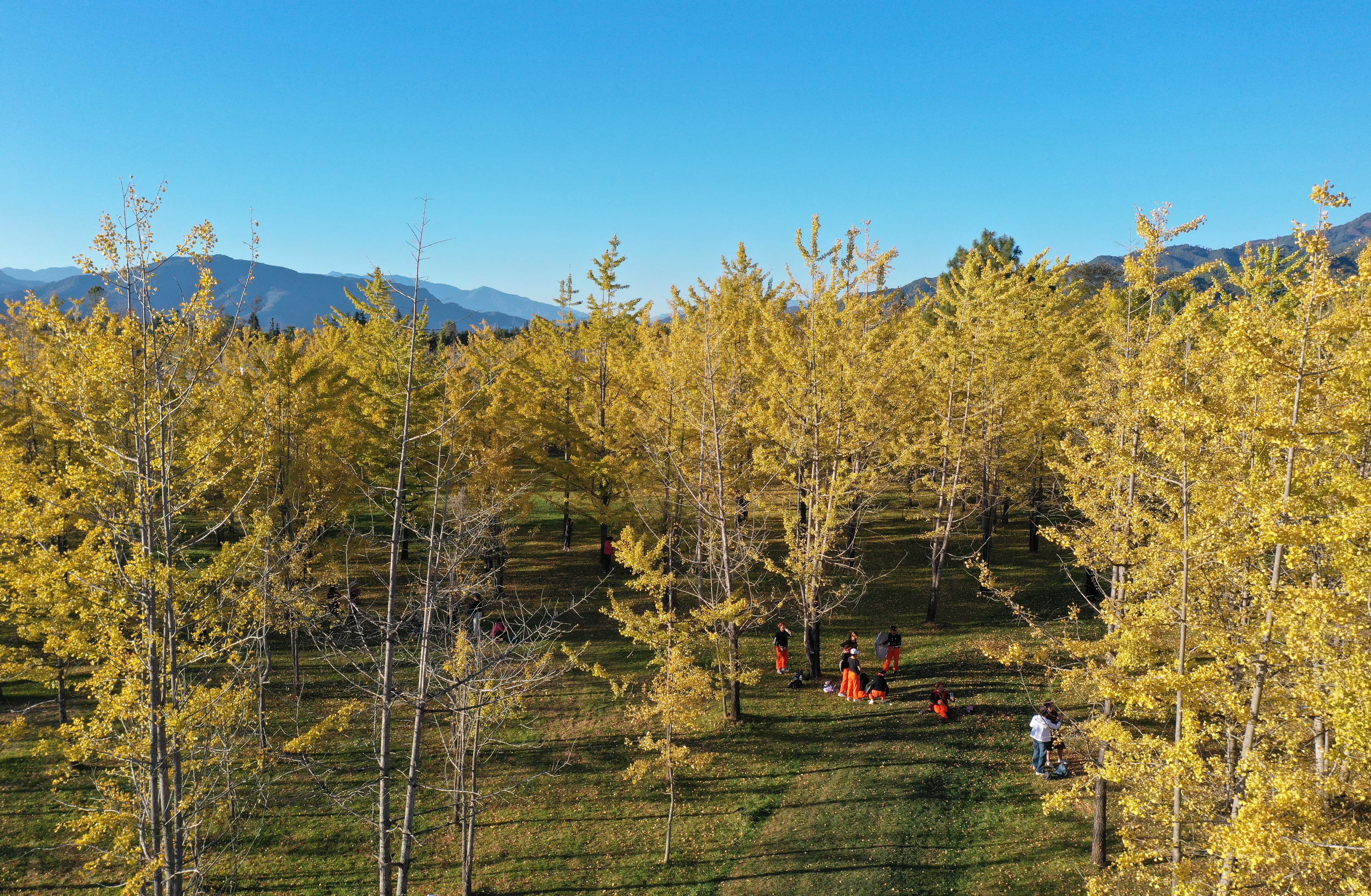 图为游客在腾冲市固东镇江东社区银杏村游玩（无人机照片）。新华社发（梁志强 摄）