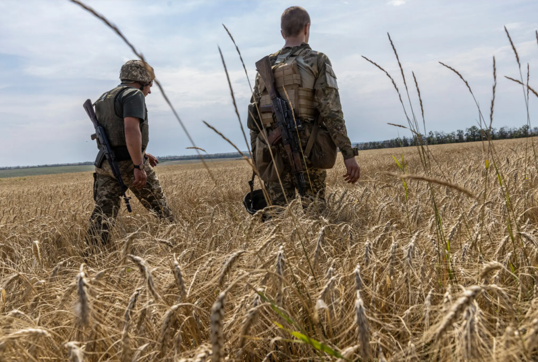 ◆乌克兰士兵在前线未收割的麦田里巡逻。