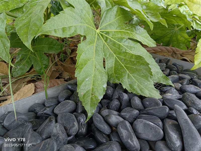 同价位独享绝世好屏! vivo Y78评测:解锁千元级新体验