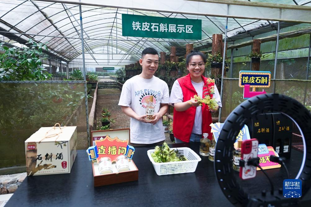 在浙江诸暨东白湖镇的铁皮石斛有机种植基地，东白湖镇党员志愿者（右）和基地负责人一起直播销售铁皮石斛花茶、铁皮石斛酒等产品（2023年6月8日摄）。近年来，东白湖镇着力发展铁皮石斛等特色农业产业，加快农业数字化转型，推进农特产品交易服务中心、惠农综合平台以及直播经济的发展。新华社记者 徐昱 摄