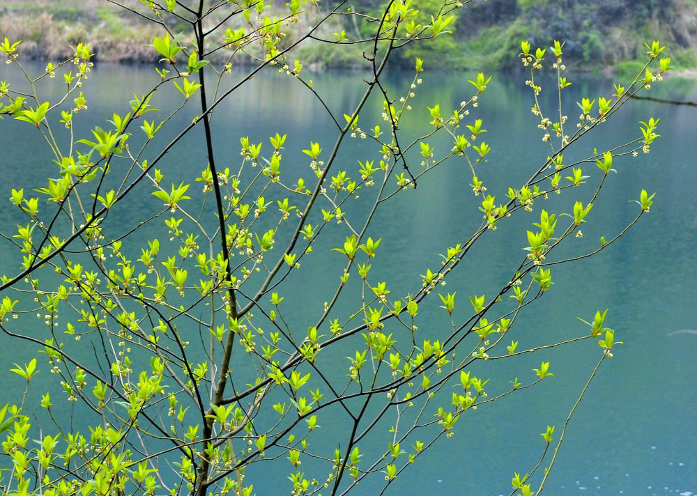 ↑浙江省桐庐县深澳乡青源村的树枝上生出鲜绿的嫩芽。贾洪生 摄