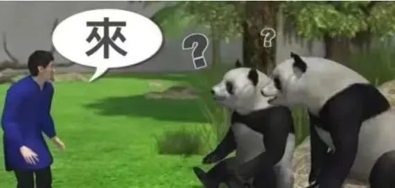 只听得懂英语的大熊猫美轮和美奂｜图源：微信