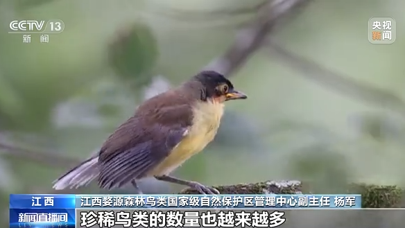 大美中国 候鸟北归丨看白鹤归来“熊猫鸟”捕食尽显霸气