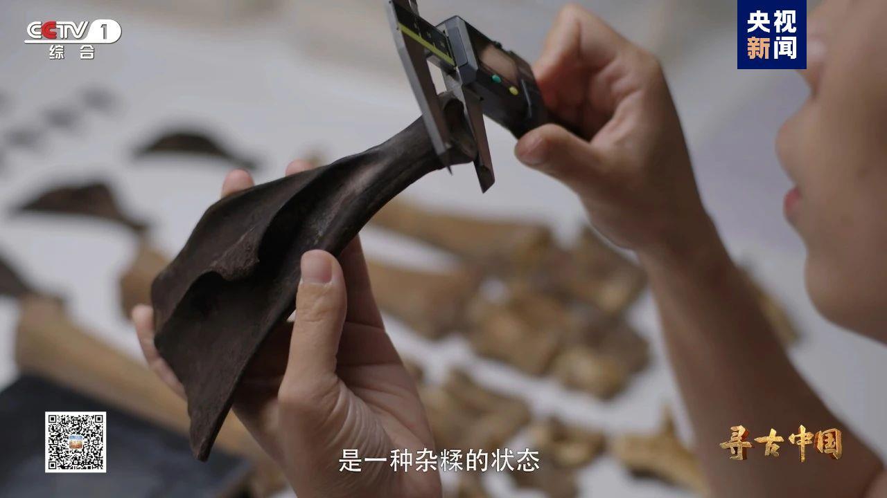 △武汉大学学者正在检测郑家湖墓地出土的动物骨骼