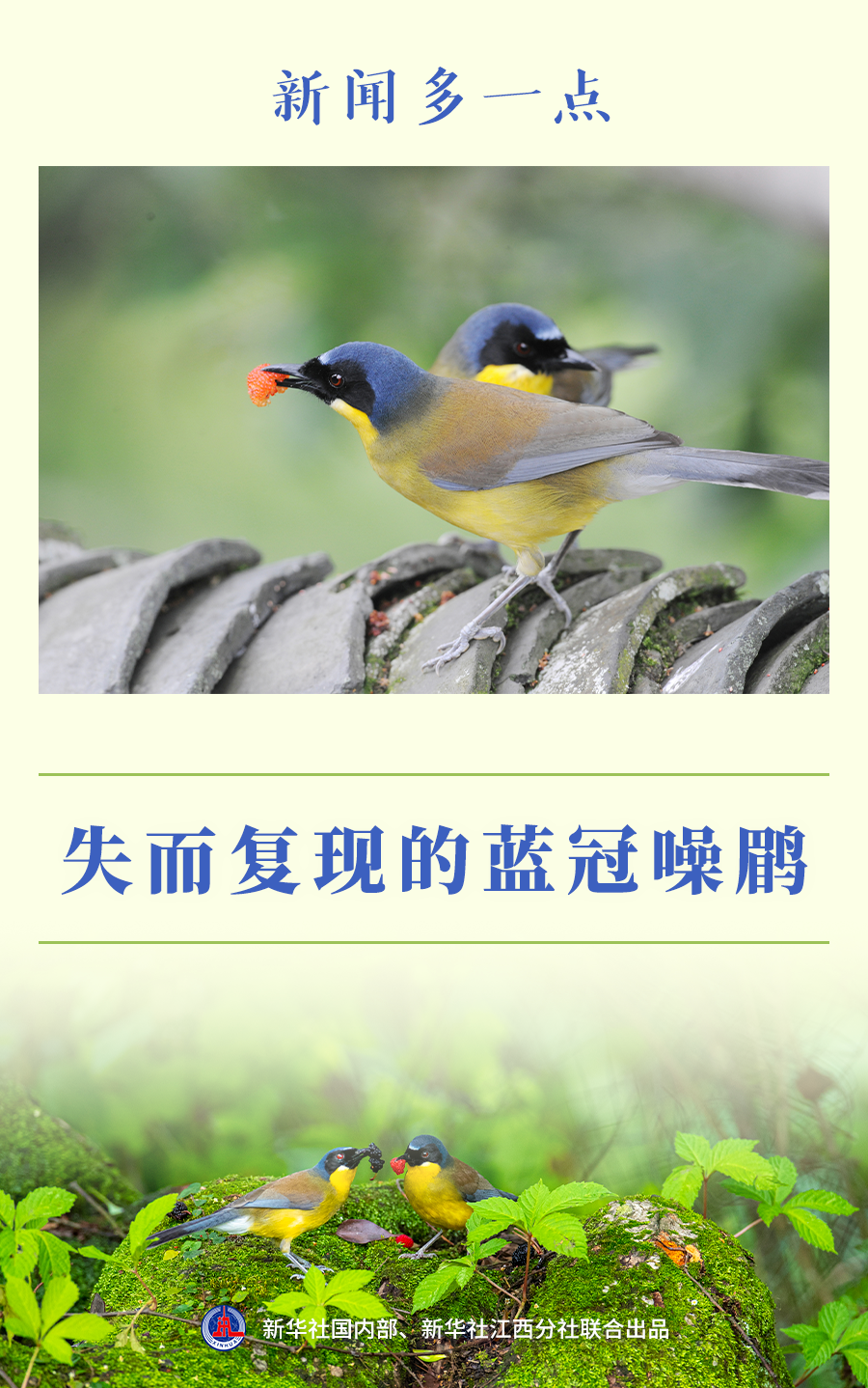 新闻多一点丨失而复现的蓝冠噪鹛