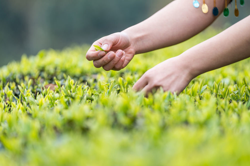 ↑茶农在贵州省毕节市金沙县五龙街道官田坝社区茶园采摘茶叶。罗大富 摄
