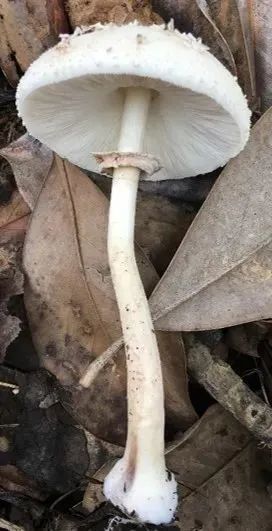 大青褶伞(菌柄具戒指状菌环)。