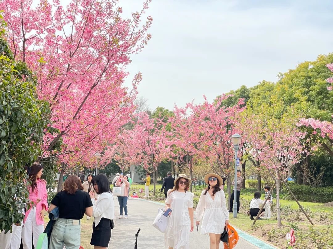 今天，上海樱花节开幕！到顾村公园赏花