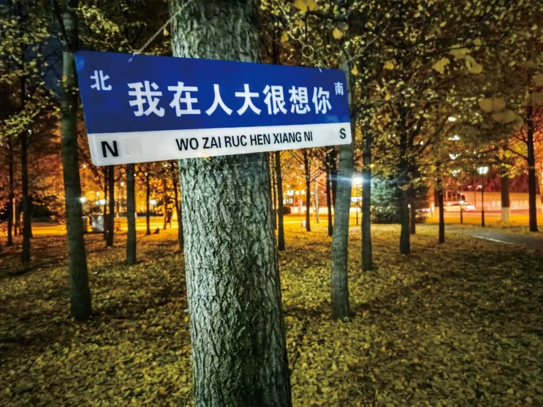 人大银杏树林里的路标。图/受访者提供