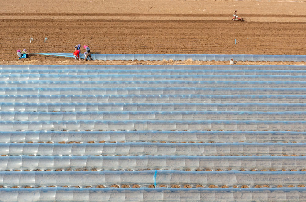 ▲3月2日,河北省唐山市丰南区岔河镇三神庄村的农民在田间播种马铃薯。