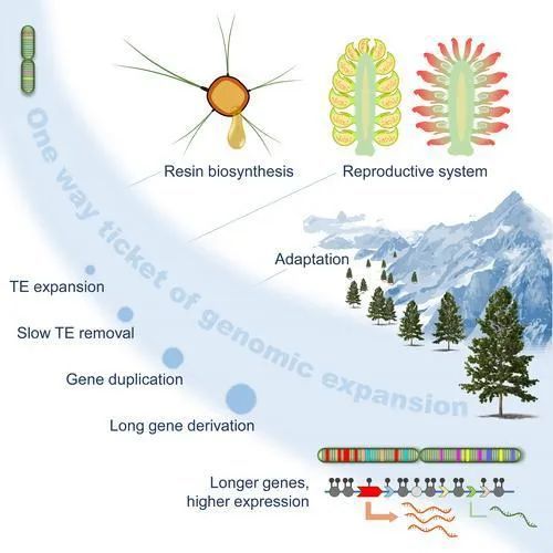 《細(xì)胞》雜志發(fā)表論文的插圖，中國松基因組擴(kuò)張的“單程票”和特異的演化風(fēng)景