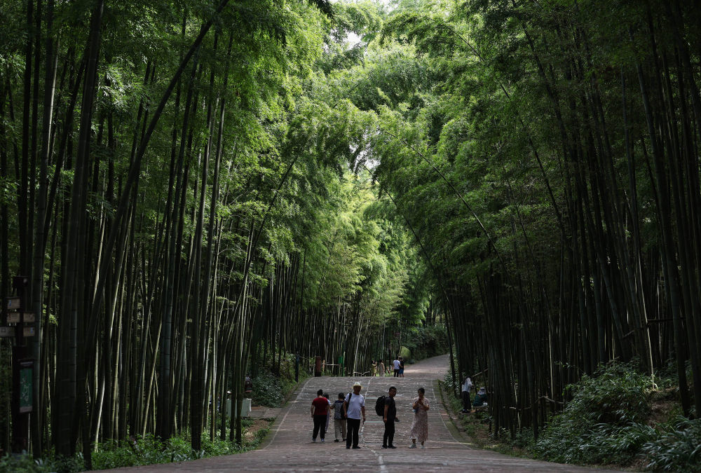 ↑蜀南竹海位于宜宾市长宁县，图为游客徜徉在竹海深处的翡翠长廊。