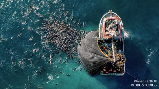南美海狮在渔船旁抢吃渔网里的鳀鱼。