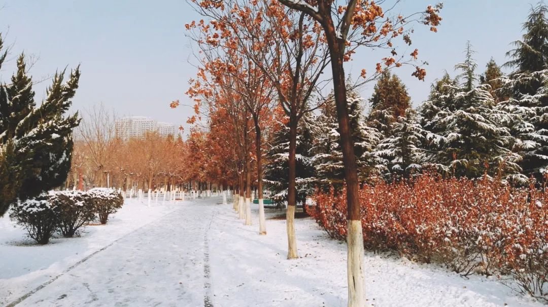 老家的雪景,小翼非常想念那个千里之外的北方小城