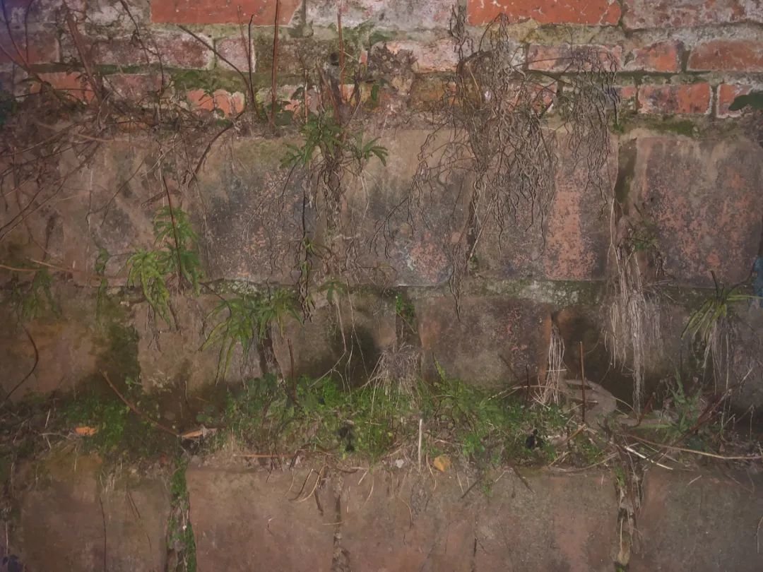 宿舍围墙下方布满绿色或黑色的苔藓 摄/赵雨萌