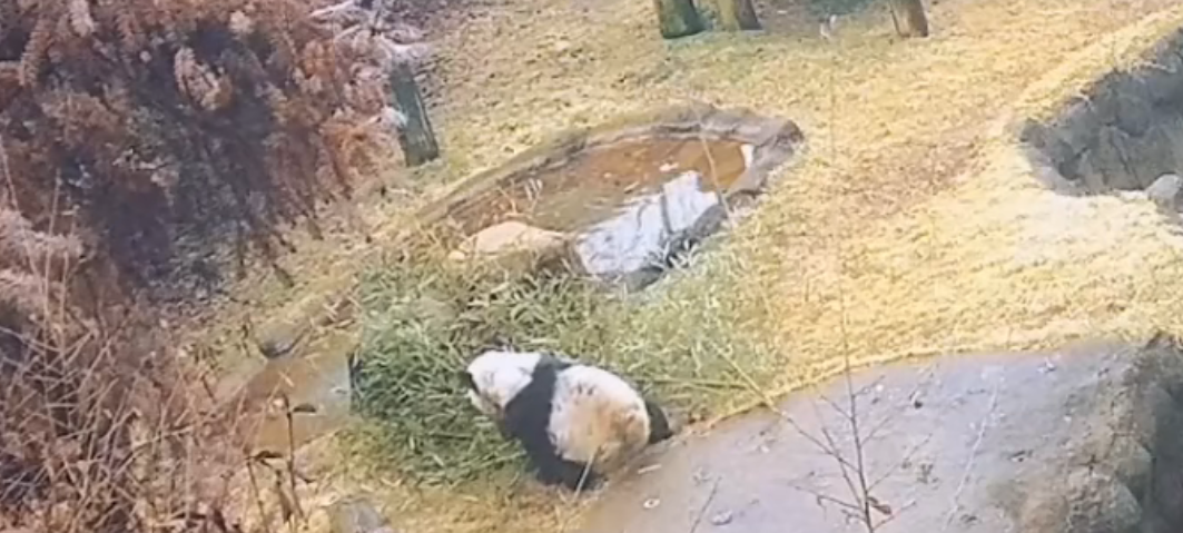 被质疑遭受“虐待”的旅美大熊猫 总算要接回来了