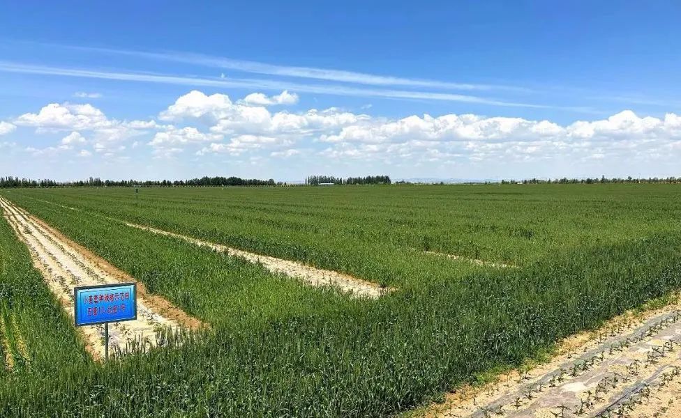 △内蒙古巴彦淖尔市乌梁素海南岸的现代农业示范园区