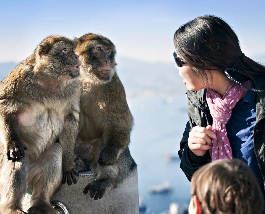 许多游客来到峨眉山旅游，是为了一睹猴子的风采。（图/图虫创意）