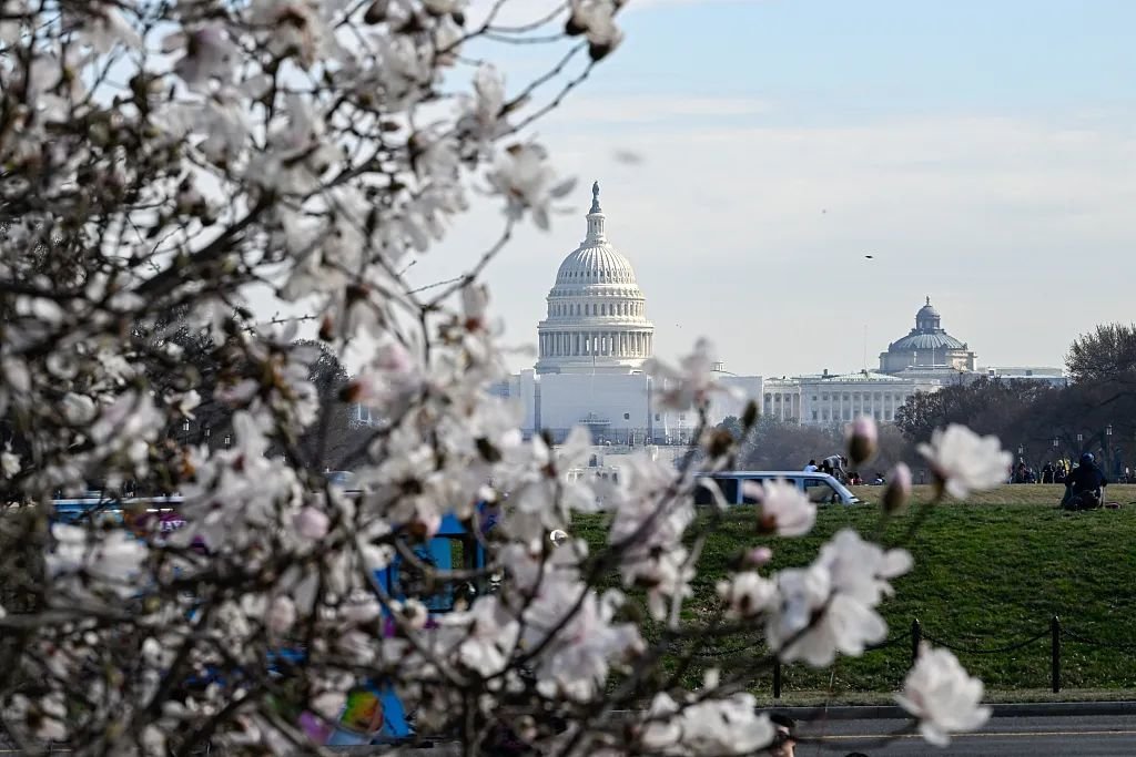 当地时间2023年2月23日，美国华盛顿特区的樱花树盛开。每年四月开花的樱花树在今年提前开放。图/视觉中国