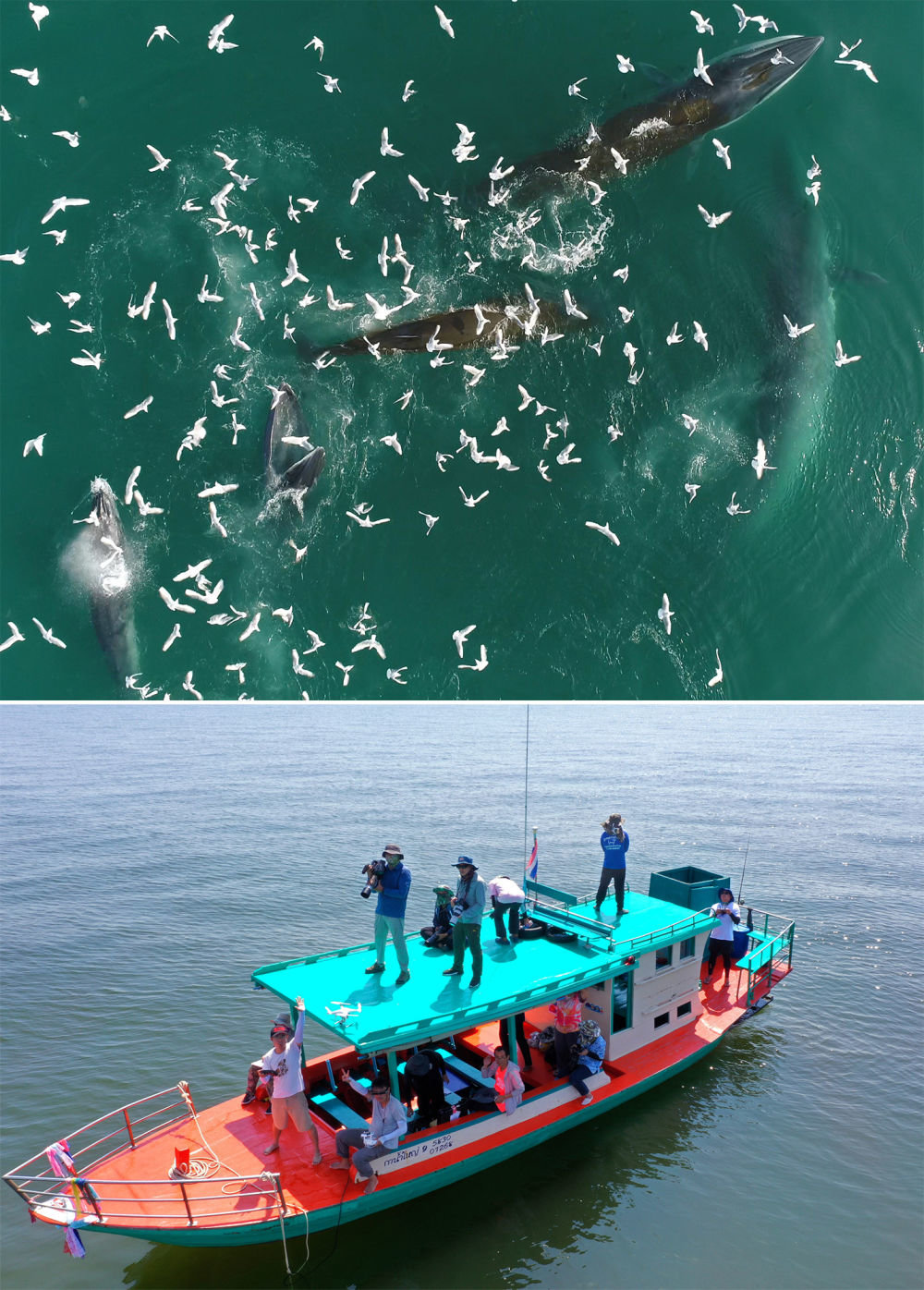 ↑（拼版照片）上图：布氏鲸在中国广西涠洲岛附近海域捕食（2022年2月22日摄）。下图：中泰两国科研人员在泰国湾对布氏鲸进行联合调查（2019年10月25日摄）。中泰两国科研人员携手研究保护布氏鲸这个近岸大型鲸类，围绕布氏鲸调查技术、调查方法以及其他海洋哺乳动物的研究和数据处理方法进行交流与合作。