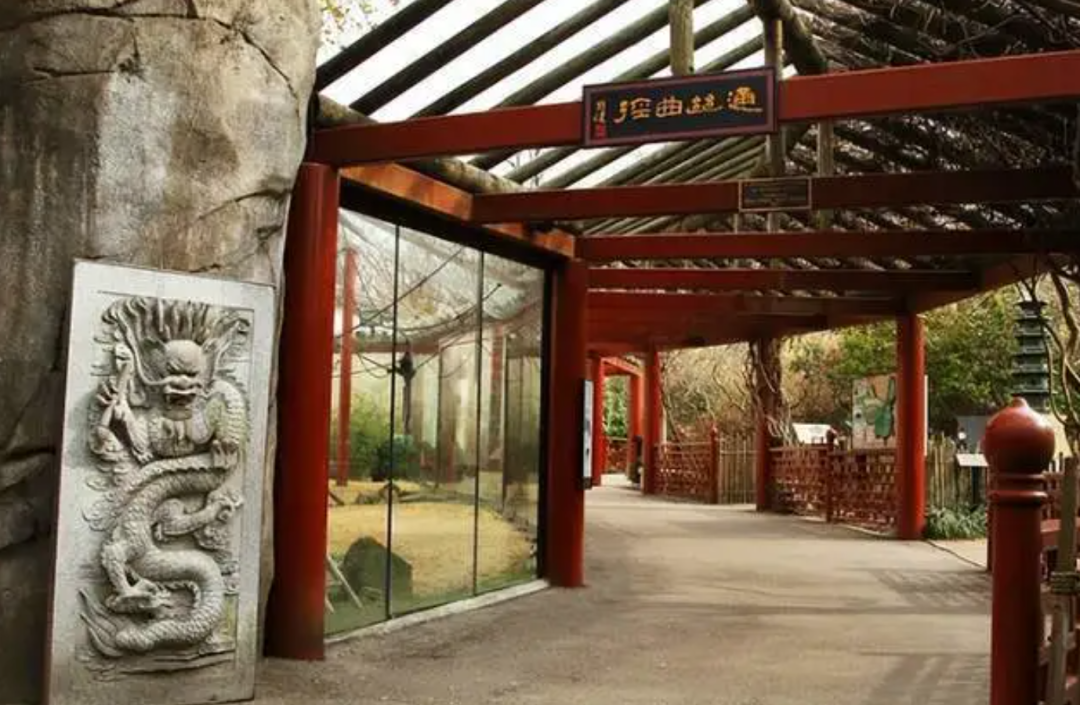 被质疑遭受“虐待”的旅美大熊猫 总算要接回来了