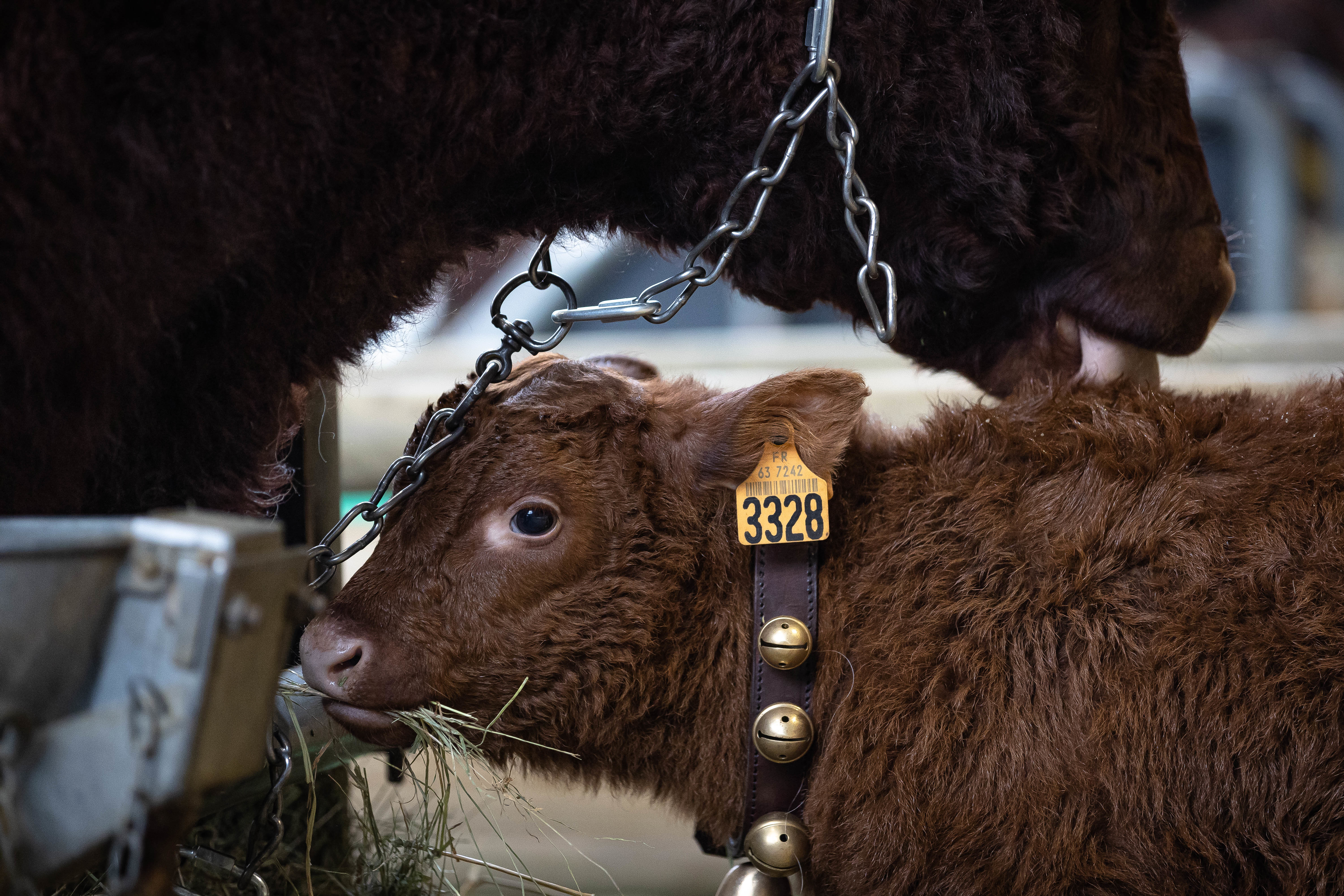 這是2月24日在法國巴黎凡爾賽門展覽中心拍攝的參展的牛。