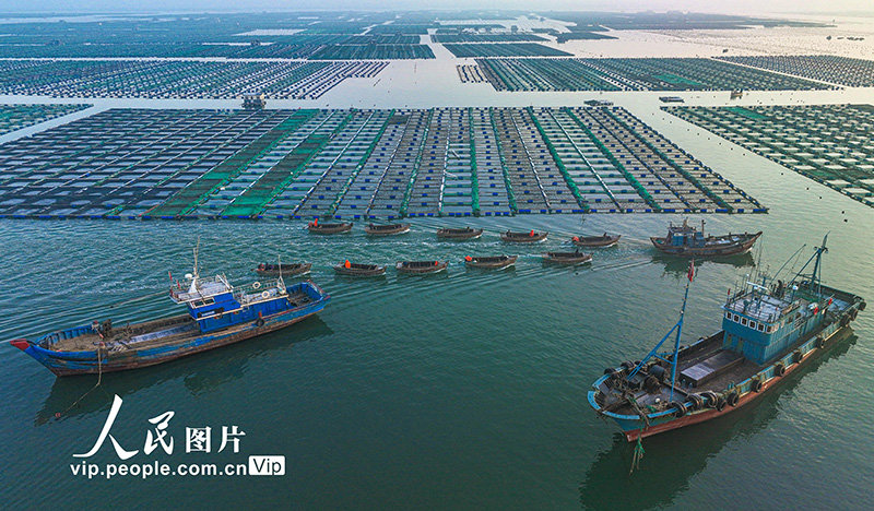 2023年3月19日,在山东省荣成市桑沟湾海洋牧场,渔民们驾驶渔船前往生态养殖区进行作业。