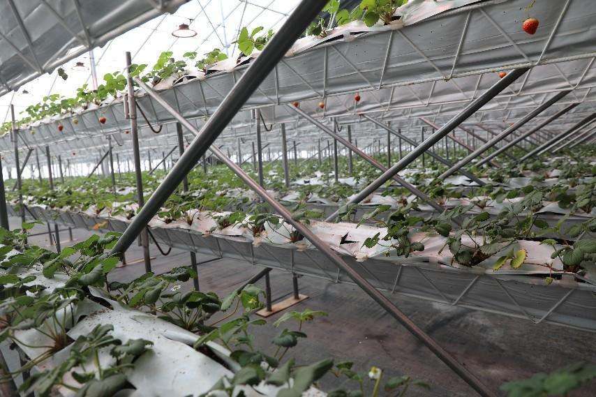 智能温室大棚里的草莓。本报记者杨雪丹摄