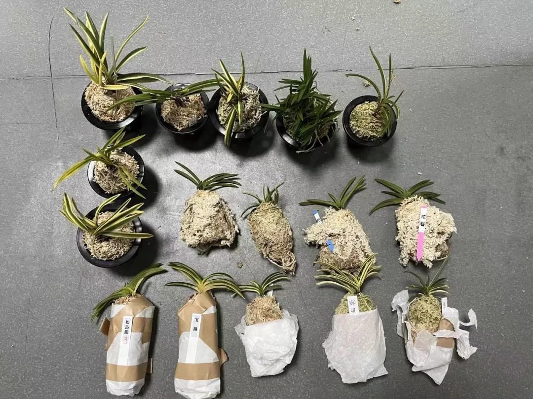 深圳邮局海关查获濒危植物兰花16株