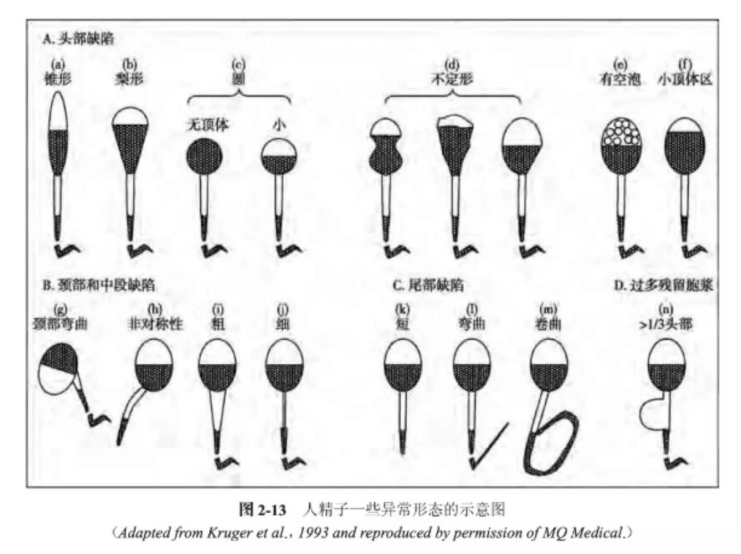 图片来源:《人类精液检查与处理实验室手册》