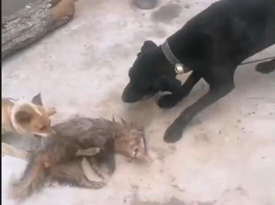 ▲狗狗撕咬猪獾。视频截图
