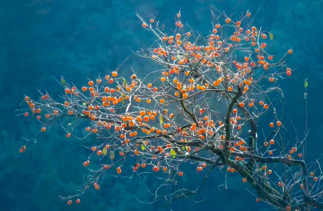 最美新农人丨瞧，我在大别山“上新”了！