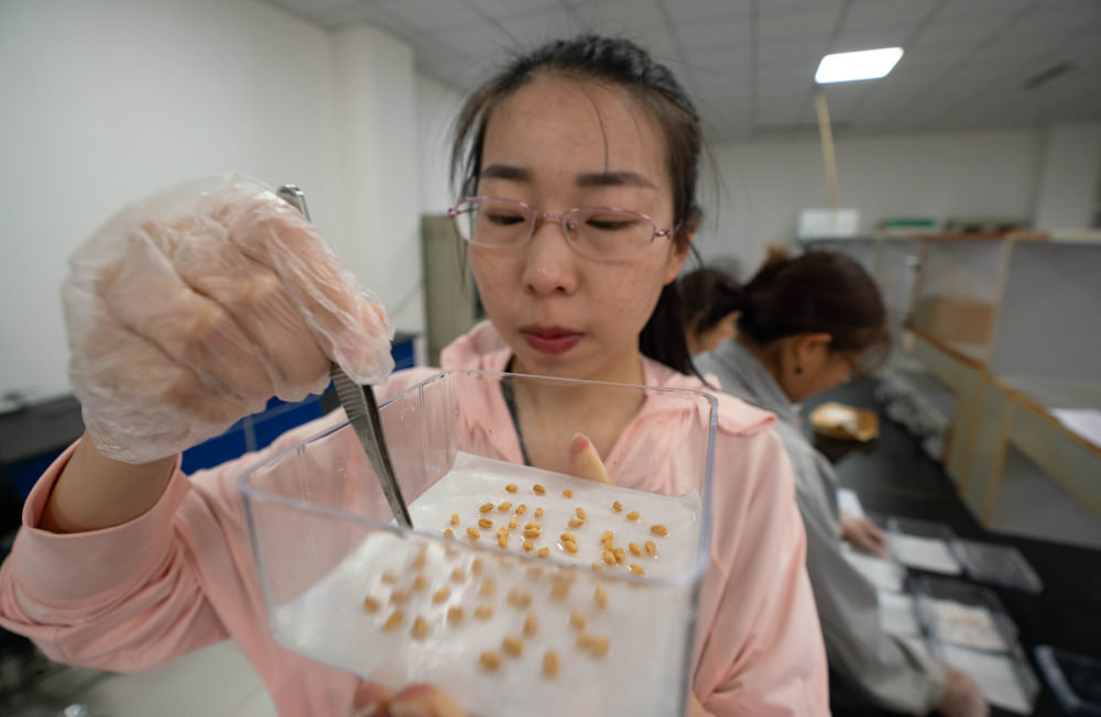 5月25日，在河北沧州渤海新区黄骅市中捷产业园区农科所种子检验室，技术人员在做小麦出芽率实验。新华社记者 骆学峰 摄