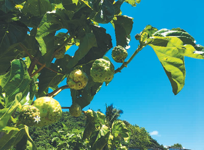 诺丽果挂在枝头。