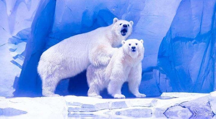 海昌海洋公园来中原了,这一次为何是郑州?