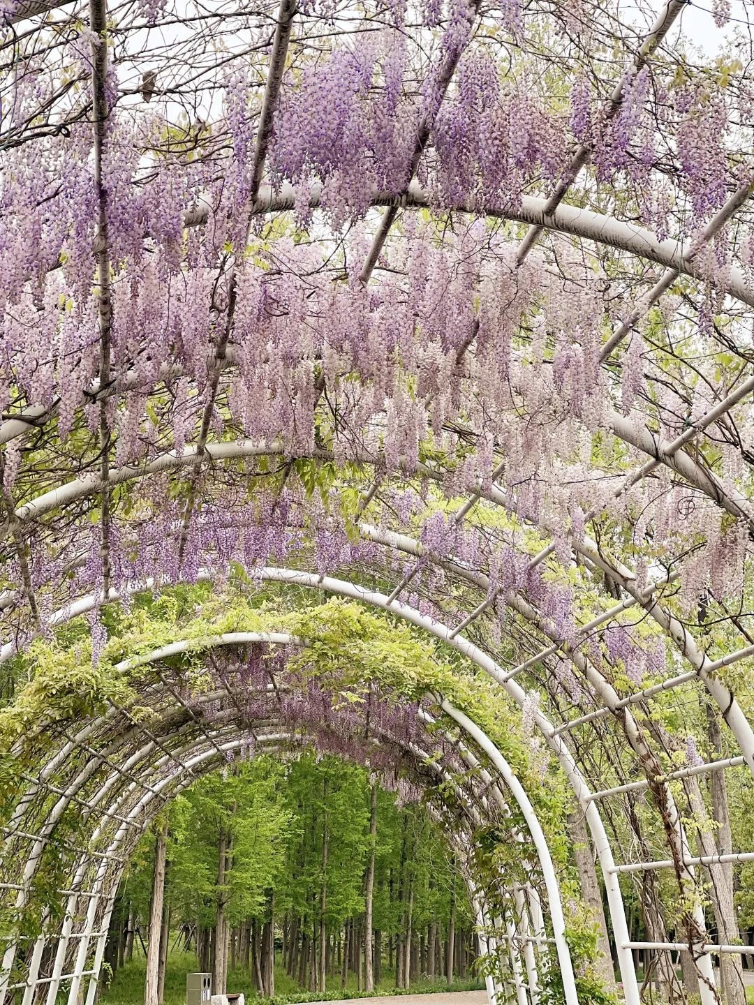 奔走相告（长宁这里的“紫藤花瀑布”，美出了天际