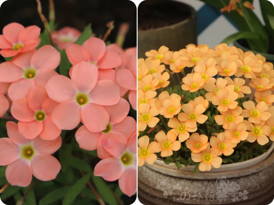 8种颜值特别高的球根植物适合10月后入手这个秋季赶紧种(图1)