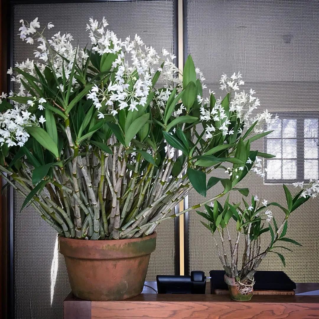 花朵清香的澳洲石斛，简单好养的新手兰花_凤凰网