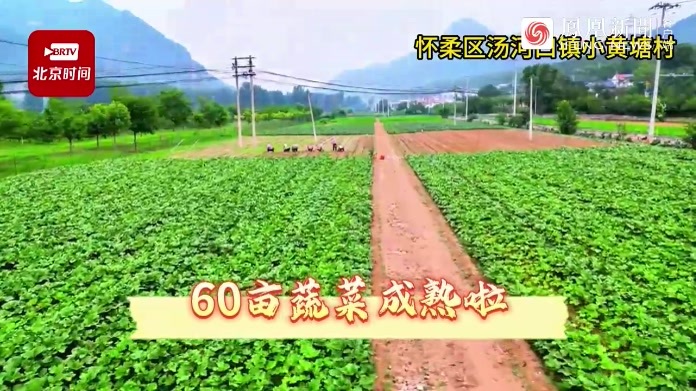 红秋葵、红菜头、贝贝瓜…汤河特菜丰收上市啦