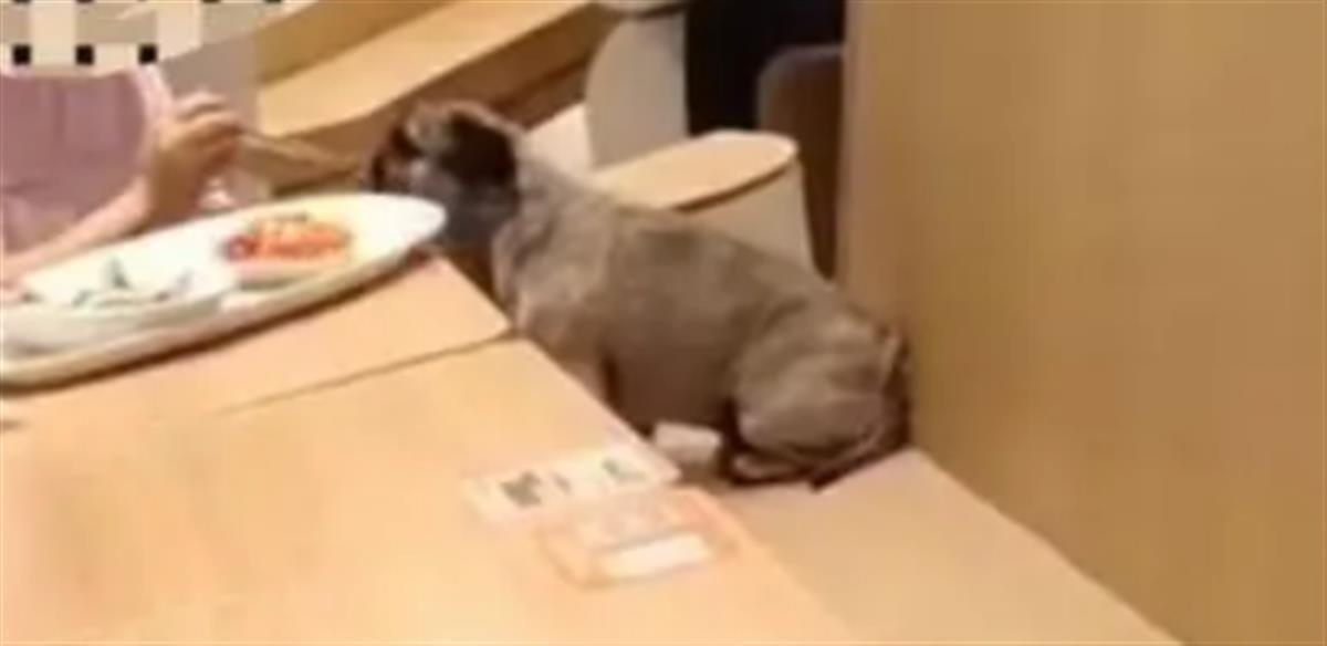 A顾客与宠物狗共用餐具.png
