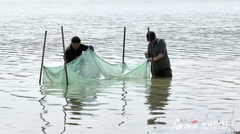4月16日，吉木乃疆域冰川生物科技有限公司工人把捕上来的虾和鱼放到临时组装的网中，统一捕捞结束后再拉上岸，保持存活。董发勇摄
