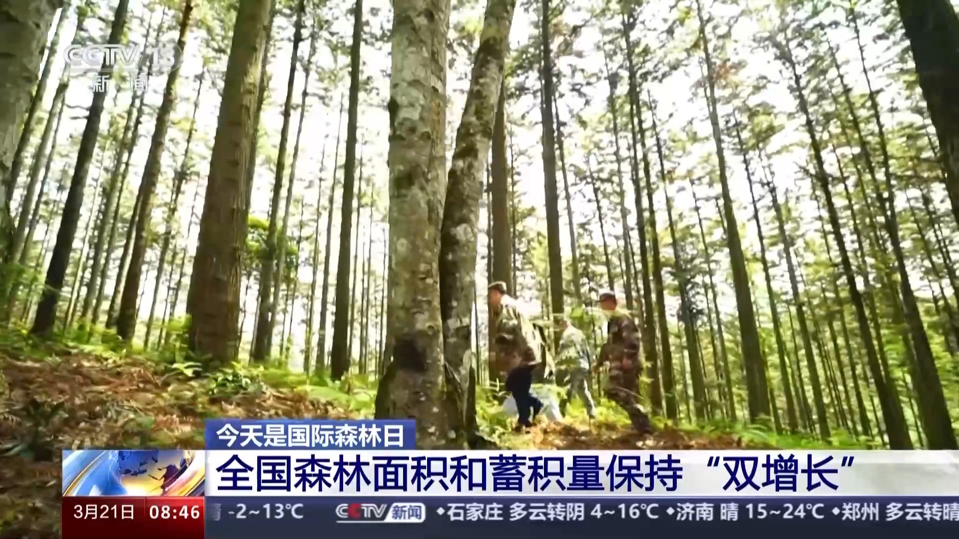 绿化成效显著!全国森林面积和蓄积量保持“双增长”_凤凰网