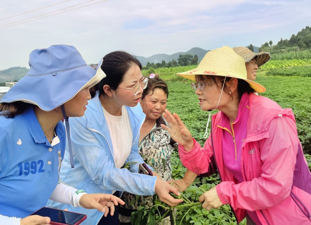 贵州省农业农村厅二级研究员夏忠敏（右）和她带领的“揭榜挂帅”团队在遵义市播州区指导辣椒生产（资料照片）。新华社发