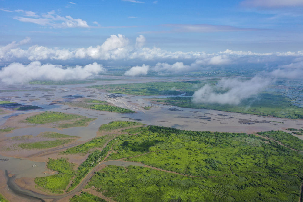 广西钦州茅尾海红树林自然保护区（2023年7月23日摄，无人机照片）。