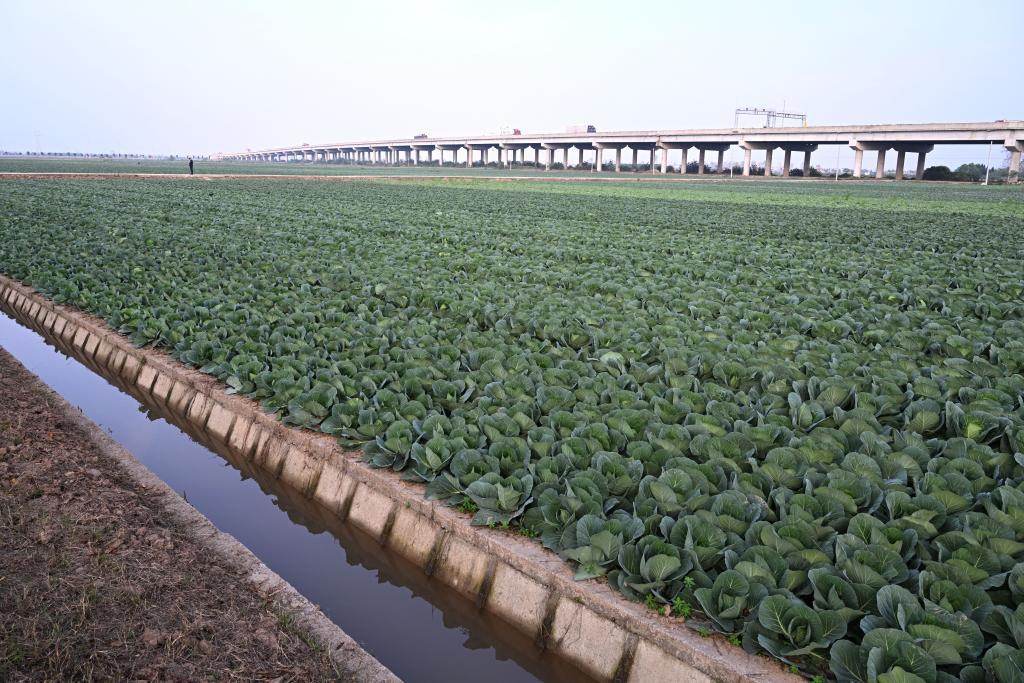 这是潘家湾镇的蔬菜种植基地。新华社记者 程敏 摄