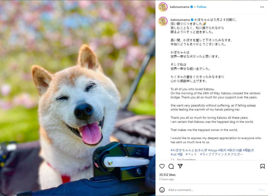 大熊猫青花青露#大熊猫盼青#大熊猫#cutepanda #pandaqinghua#pandaqinglu#panda cr : ... |  TikTok, image size:1080x788