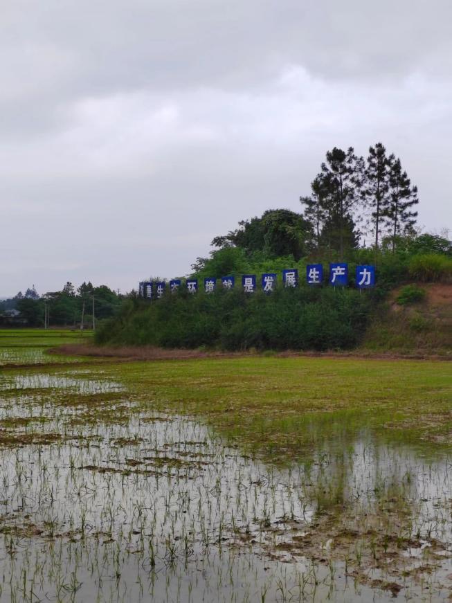 记者来到会昌县周田镇连丰村矿山生态修复点时，刚插好的水稻秧苗在春雨的浇灌下格外翠绿挺拔